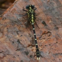 Hemigomphus gouldii (Southern Vicetail) at Rendezvous Creek, ACT - 13 Dec 2019 by jeffmelvaine