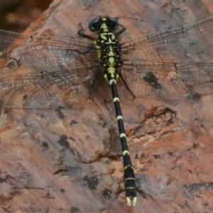 Hemigomphus gouldii at Rendezvous Creek, ACT - 13 Dec 2019