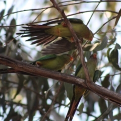 Polytelis swainsonii (Superb Parrot) at Hughes Grassy Woodland - 29 Dec 2019 by LisaH