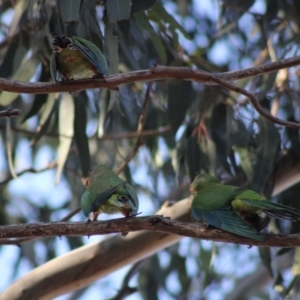 Polytelis swainsonii at Hughes, ACT - 29 Dec 2019