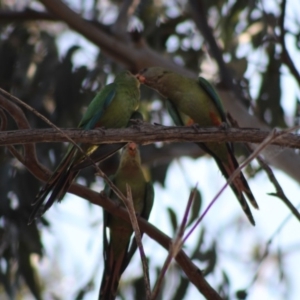 Polytelis swainsonii at Hughes, ACT - 29 Dec 2019