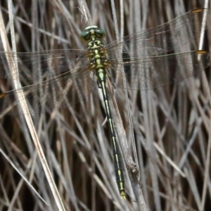 Austrogomphus guerini at Rendezvous Creek, ACT - 13 Dec 2019