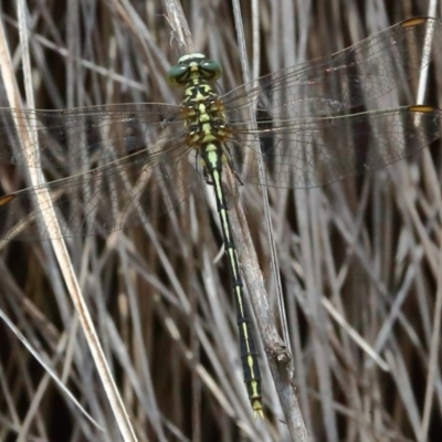 Austrogomphus guerini (Yellow-striped Hunter) at Namadgi National Park - 13 Dec 2019 by jeffmelvaine