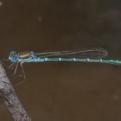 Austrolestes cingulatus (Metallic Ringtail) at Booth, ACT - 13 Dec 2019 by jeffmelvaine