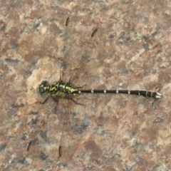 Hemigomphus gouldii (Southern Vicetail) at Booth, ACT - 13 Dec 2019 by jeffmelvaine