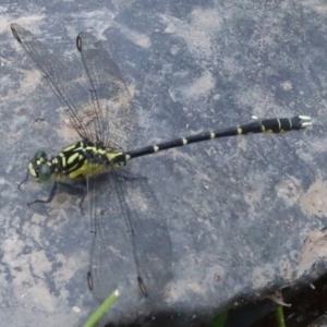 Hemigomphus gouldii at Booth, ACT - 13 Dec 2019 03:28 PM