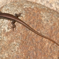 Eulamprus heatwolei (Yellow-bellied Water Skink) at Gibraltar Pines - 13 Dec 2019 by jeffmelvaine