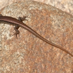 Eulamprus heatwolei (Yellow-bellied Water Skink) at Paddys River, ACT - 13 Dec 2019 by jeffmelvaine