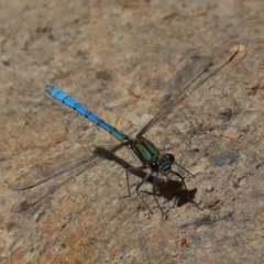 Diphlebia lestoides (Whitewater Rockmaster) at Paddys River, ACT - 14 Dec 2019 by jeffmelvaine