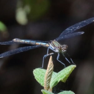 Diphlebia lestoides at Paddys River, ACT - 14 Dec 2019 11:41 AM