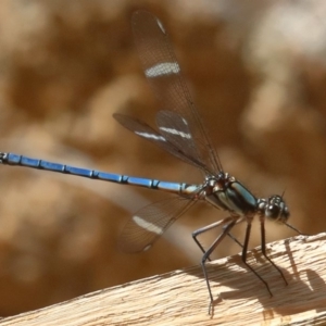 Diphlebia lestoides at Paddys River, ACT - 14 Dec 2019 11:34 AM