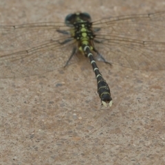 Hemigomphus sp. (genus) (Vicetail) at Cotter Reserve - 14 Dec 2019 by jeffmelvaine