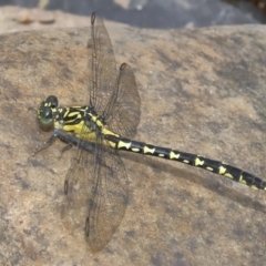 Hemigomphus gouldii (Southern Vicetail) at Namadgi National Park - 13 Dec 2019 by jeffmelvaine