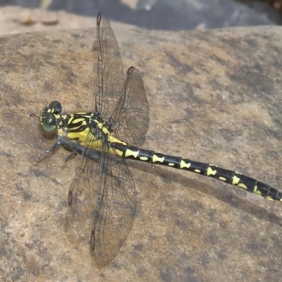 Hemigomphus gouldii (Southern Vicetail) at Booth, ACT - 13 Dec 2019 by jeffmelvaine