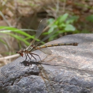 Diphlebia nymphoides at Paddys River, ACT - 14 Dec 2019