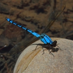 Diphlebia nymphoides (Arrowhead Rockmaster) at Cotter Reserve - 14 Dec 2019 by jeffmelvaine