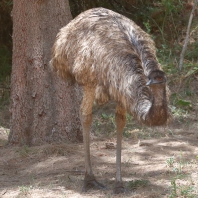 Dromaius novaehollandiae (Emu) at Cotter Reserve - 14 Dec 2019 by jeffmelvaine