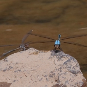 Diphlebia nymphoides at Coree, ACT - 14 Dec 2019