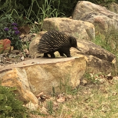 Tachyglossus aculeatus (Short-beaked Echidna) at Oakdale, NSW - 19 Dec 2019 by Lyrebird