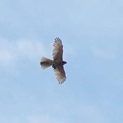 Accipiter fasciatus (Brown Goshawk) at Wingecarribee Local Government Area - 28 Dec 2016 by JanHartog