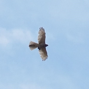 Accipiter fasciatus at Alpine - 28 Dec 2016