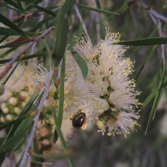 Callistemon sieberi (River Bottlebrush) at Bonython, ACT - 17 Dec 2019 by MichaelBedingfield