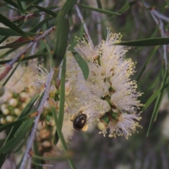 Callistemon sieberi (River Bottlebrush) at Pine Island to Point Hut - 16 Dec 2019 by michaelb