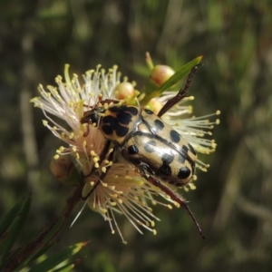 Neorrhina punctata at Bonython, ACT - 17 Dec 2019