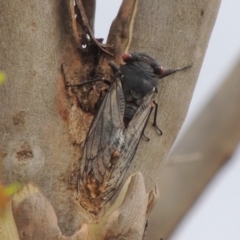 Psaltoda moerens (Redeye cicada) at Urambi Hills - 18 Dec 2019 by MichaelBedingfield