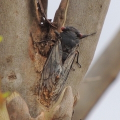 Psaltoda moerens (Redeye cicada) at Tuggeranong DC, ACT - 17 Dec 2019 by michaelb
