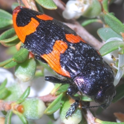 Castiarina bremei (A jewel beetle) at Paddys River, ACT - 30 Dec 2019 by Harrisi