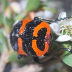 Castiarina bremei at Paddys River, ACT - 30 Dec 2019