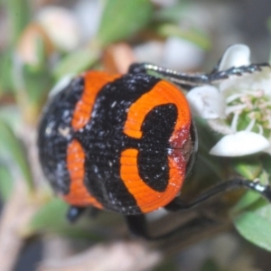 Castiarina bremei at Paddys River, ACT - 30 Dec 2019