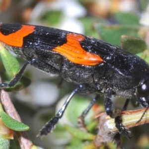 Castiarina bremei at Paddys River, ACT - 30 Dec 2019