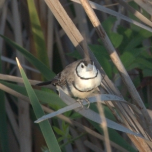 Stizoptera bichenovii at Mitchell, ACT - 31 Dec 2019