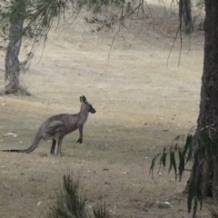 Macropus giganteus (Eastern Grey Kangaroo) at Ngunnawal, ACT - 29 Dec 2019 by Speleo