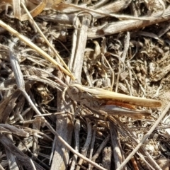 Austroicetes sp. (genus) (A grasshopper) at Gungahlin, ACT - 31 Dec 2019 by Lomandra