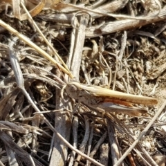 Austroicetes sp. (genus) (A grasshopper) at Gungaderra Grasslands - 30 Dec 2019 by Lomandra