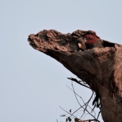 Callocephalon fimbriatum (Gang-gang Cockatoo) at GG139 - 26 Dec 2019 by JamWiRe