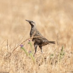 Cincloramphus cruralis (Brown Songlark) at Wallaroo, NSW - 31 Dec 2019 by Roger