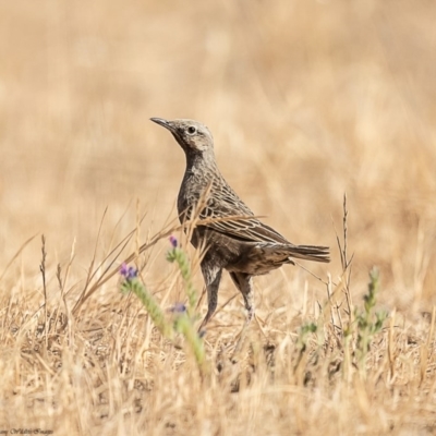 Cincloramphus cruralis (Brown Songlark) at Wallaroo, NSW - 31 Dec 2019 by Roger