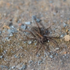 Lycosidae (family) (Unidentified wolf spider) at QPRC LGA - 16 Oct 2019 by natureguy