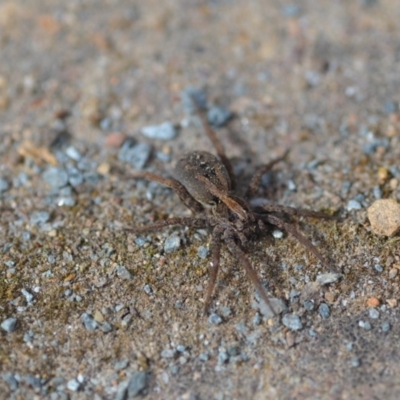 Lycosidae (family) (Wolf spider) at Wamboin, NSW - 16 Oct 2019 by natureguy