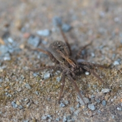 Lycosidae (family) at Wamboin, NSW - 16 Oct 2019