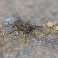 Lycosidae (family) at Wamboin, NSW - 16 Oct 2019