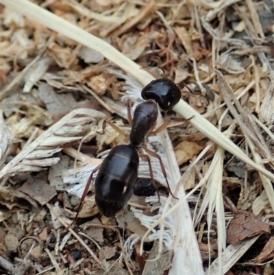 Camponotus claripes (Pale-legged sugar ant) at Cook, ACT - 21 Dec 2019 by CathB