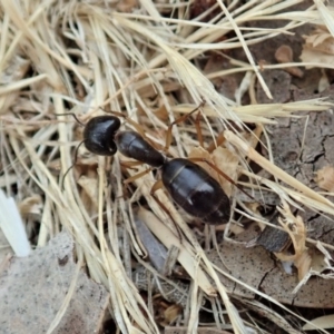 Camponotus claripes at Cook, ACT - 21 Dec 2019