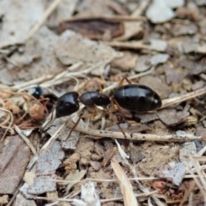 Camponotus claripes at Cook, ACT - 21 Dec 2019