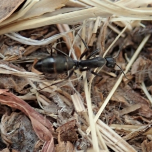 Camponotus claripes at Cook, ACT - 21 Dec 2019