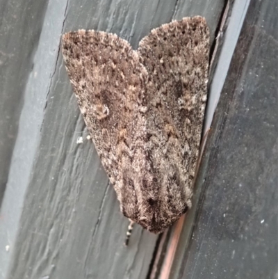 Hypoperigea tonsa (A Noctuid moth (Acronictinae) at Cook, ACT - 28 Dec 2019 by CathB